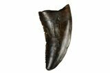 Theropod (Raptor) Tooth - Judith River Formation #185208-1